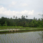 Reisfelder - ricefields