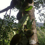 Jackfrüchte - jackfruits