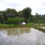 Reisfeld - ricefield