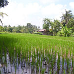 Reisfeld mit Aussicht - rice field with a view