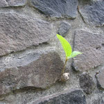 Pflanze auf Fels - plant growing on a rock