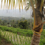 ricefield with a view