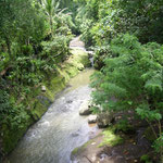 Balinese nature