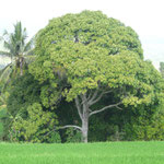 Huge mango-tree