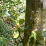 Jackfrüchte - jackfruits