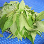 Daun Singkong - die jungen Blätter vom Tapiokabusch - häufiges Gemüse.