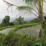 ricefield with a view