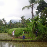 Reisfelder - ricefields