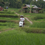 A path in the ricefields