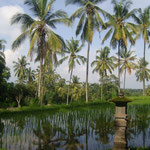 Spiegelpalmen - palms and ricefields