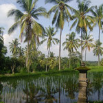 Spiegelpalmen - palms and ricefields