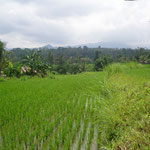 Reisfelder - ricefields