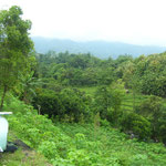 A teak - plantation