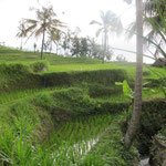 ricefield with a view