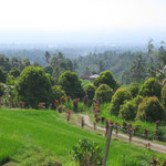 Ricefield with view