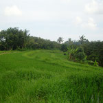 Reisfelder - ricefields