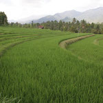 Ricefield