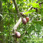 Cacao in the tree...