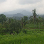 Reisfelder - ricefields