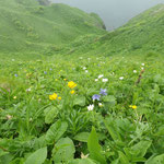 桃岩歩道海側のお花畑