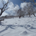 上部斜面は開けている。ただ、暖気で落ちた木からの雪がダブり状になっている。