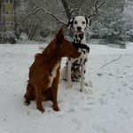 Mokusch und ich im Schnee