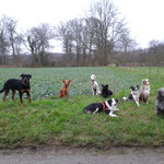 Hundeverein Truppe