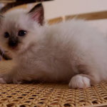 a 1 mese