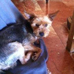 Another fantastic news! GABO ... His fosterer has decided to adopt he. He stays in Seville (Spain).