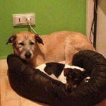 LOLA found his new place in France - thanks to the association "Une Historie de Galgos".