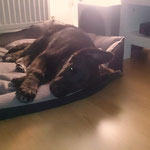 DAMA found his new place in Holland - thanks to the association "Galgos Support Holland".