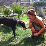 BIMBA (before ANNIE) finally at home in Barcelona (Spain) thanks to the asociation "Batec de Galgo". 