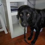 SUSI, saved from being euthanized simply wait puppies and now happy in Sevilla (Spain).