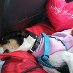 FANNY - home sweet home in France. Thanks "Une Historie de Galgos" !!