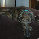 OLIMPYA has been adopted in France. Thanks to the asociation "Une Historie de Galgos". 