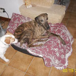 Our senior TANA (greyhound of 9 years old) has been adopted in France. Thanks to the asociation "Une Historie de Galgos". 