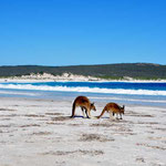 Känguru am Strand / Cape Le Grand NP