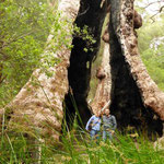 Giant Tingle Tree