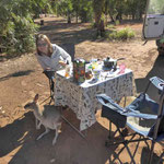 Mataranka -> Känguru zu besuch beim Frühstück