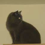 Katze mit adligem Namen  - Sir Winston