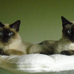 Rocky und Lucky - die unzertrennlichen