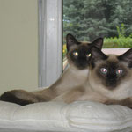 Die Siams Rocky und Lucky