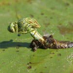 métamorphose libellule / animation zone humide / DOC Nature / Somme