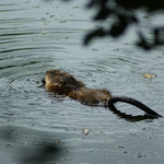 rat musqué / animation zone humide / DOC Nature / Somme