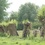 saule tétard  / animation zone humide / DOC Nature / Somme