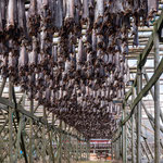 Stockfisch 