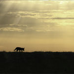 Photo : A Tomasi