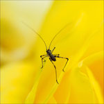 Photo : A Garcia