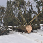 Die Fichten halten den Hitzestress im Sommer schlecht aus und erholen sich im Winter nicht genügend. 