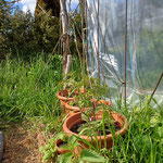 Tomaten unter dem Schutzdach